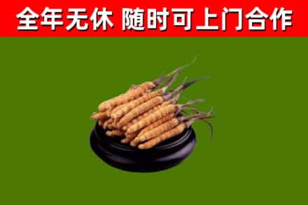 开原烟酒回收冬虫夏草.jpg